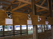 State Fair Cow Name Plaques 2 small