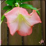 Photography Flowers & Greenery 1 small