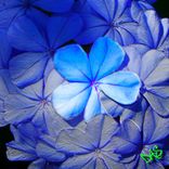 Photography Flowers & Greenery 3 small