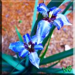 Photography Flowers & Greenery 4 small