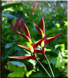 Photography Flowers & Greenery 5 small