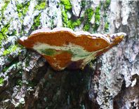 Photography "Nature" 4 small