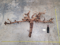 Rare Grape Vine Art From Opus 1 - Unpruned Retired Napa Cabernet Grapevine  100121-73 1 small