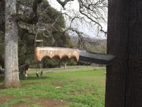 12" Croc Hunter With Claro Walnut And Cherry Burl Accent. 2 small