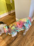 Doggy Wear Clothing For Dog 9 small