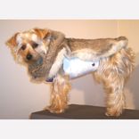 Dog Coat And Harness 1 small