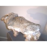 Dog Coat And Harness 4 small