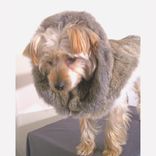 Dog Coat And Harness 5 small