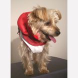 Leather Dog Coat And Harness 3 small