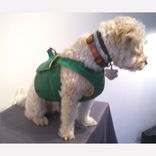 Packer Dog Coat 3 small