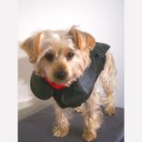 Leather Dog Coat And Harness 3 small