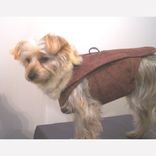 Dog Coat And Harness 1 small