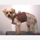 Dog Coat And Harness 6 small