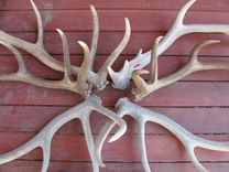 Shed Elk Antler Chandelier 7 small