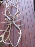 Shed Elk Antler Chandelier 8 small