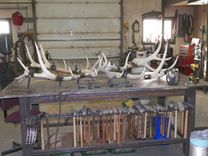 Shed Elk Antler Chandelier 10 small