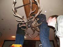 Shed Elk Antler Chandelier 12 small
