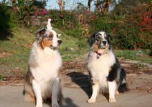 Stained Glass Pet Portrait - Australian Shephards 2 small