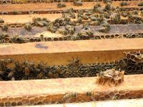 Pure Beeswax Candles 3 small