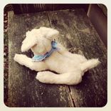 Jointed Dog/Fur Made From Recycled Bottles/Vintage Style/Hand Stitched Details 5 small