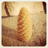 Pure Local Beeswax // Pine Cones // Set Of 3 1 small