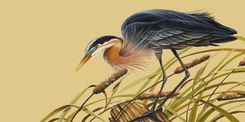 Set Of 2 Prints Of Blue Heron  And White Egret 1 small