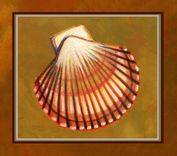 Set Of 4 Prints Of Sea Shells 1 small