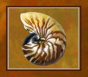 Set Of 4 Prints Of Sea Shells 2 small