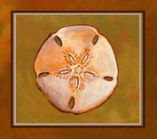 Set Of 4 Prints Of Sea Shells 3 small