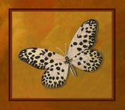 Set Of 4 Prints Of Butterflies 1 small