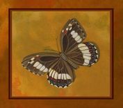 Set Of 4 Prints Of Butterflies 2 small