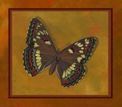 Set Of 4 Prints Of Butterflies 4 small