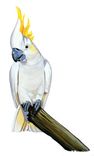 Cockatoo 1 small