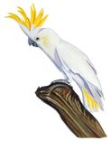 Cockatoo 2 small