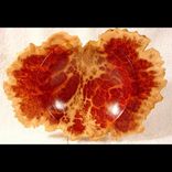 Hortises Burl 2 small