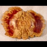 Hortises Burl 3 small