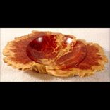 Hortises Burl 1 small