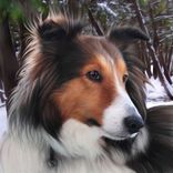 Custom Realistic Pet Portrait On Paper Or Canvas 2 small