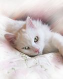 Realistic Custom Pet, Dog, Cat Portrait Painting On Canvas Or Archival Paper 7 small
