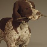 German Shorthair — Klaus 2 small