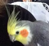 Personalized Wire Ornaments 2 small