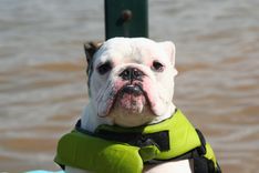 Dog Signs | Dog Memorials | Dog Carvings | Pet Signs | Pet Memorials | Pet Carving 4 small