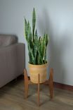 Mid-Century Modern Plant Stand 4 small