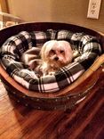 Wine Barrel Pet Bed - Torpor -  Made From Reclaimed California Wine Barrels 2 small