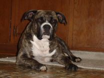 Boxer Mix—Ruby 2 small