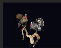 Free Standing Apsen Double Turkey Pedestal 1 small