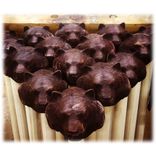 Dartmouth Society Canes 5 small
