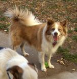 Mixed Breed—Merle 3 small