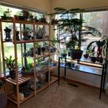 Plant Shelf - Custom Dimensions 1 small