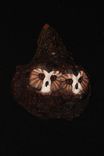 Owl Hand Carved And Sculpted 4 small